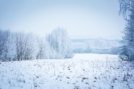 Winter landscape with hoarfrosted trees. Polish winter landscape photographed at frosty and cloudy day.の写真素材