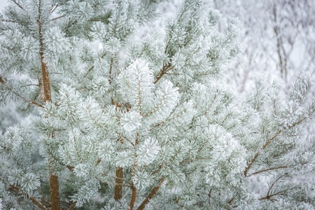 Pine tree branch with winter white rime. Hoarfrosted natural pine branch in January.