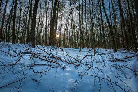 Winter woods in Poland. Landscape with good weather in forest. Polish countryside.の写真素材