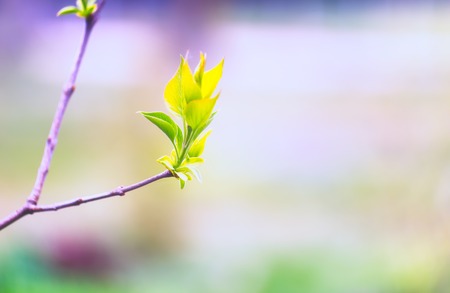 Green small leaves on twig. Springtime macro. natural green leaves.の写真素材