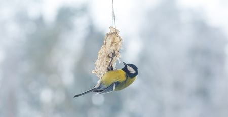 Tit bird on bird feeder. Close up of small bird sitting on fat in winter.の写真素材