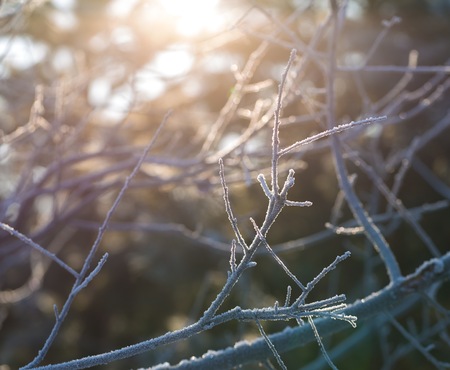 Winter tree branches with rime. Beautiful winter background with branches and calm afternoon light