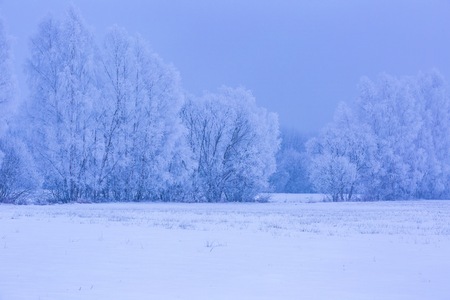 Winter foggy fields near forest landscape. Calm cloudy weather in snowy winter. の写真素材