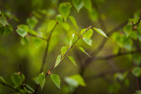 Fresh young green birch leaves. Spring green twig with small leaves.の写真素材
