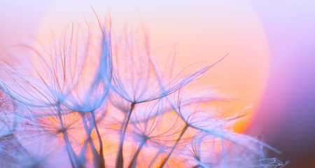 Dandelion seeds in close up. Natural abstract macro background.