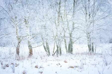Winter landscape with hoarfrosted trees. Polish winter landscape photographed at frosty and cloudy day.の写真素材