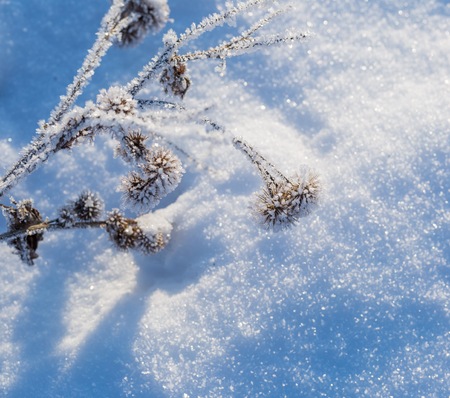 Winter snow background with snow covered plants. Real winter snow.の写真素材
