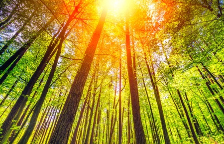 Beautiful springtime green forest with sun beams. European greenwood in Polish countryside.の写真素材