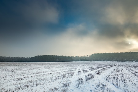 Winter snowy fields and foggy day. Beautiful european winter landscape.の写真素材