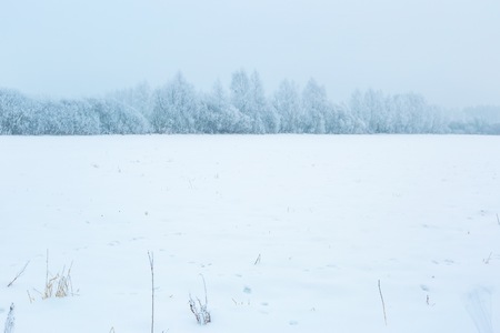 Winter foggy landscape in polish countryside. Bad cloudy weather and hoarforst on trees.の写真素材