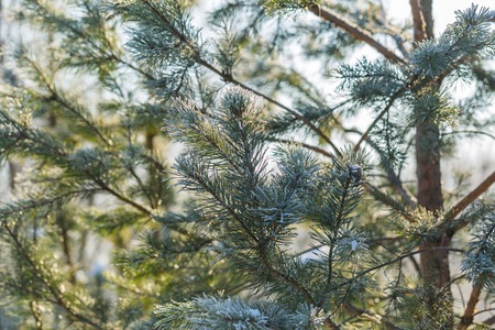 Pine tree branches in winter. Fir with hoarfrost, natural tree.の写真素材