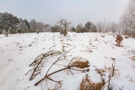 Winter landscape with trees and field. Natural polish landscape with snowy winter.の写真素材