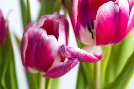 Beautiful two colored tulips close up on white background. Isolated spring flowers.の写真素材