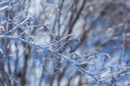 Plants with rime in close up. Beautiful withered frosted plants.の写真素材