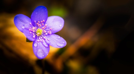 Beautiful blue anemone flower in spring forest. Natural flower macro.の写真素材