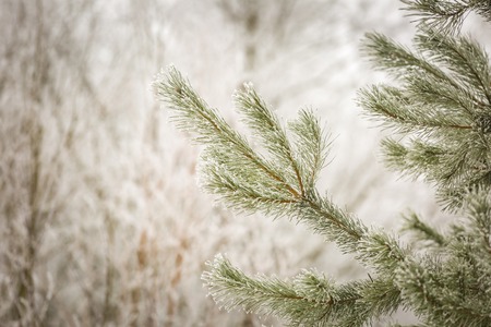 Pine tree branch with winter white rime. Hoarfrosted natural pine branch in January.の写真素材