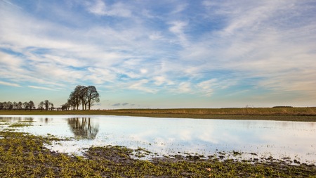 Young cereal growing on flooded field in Poland. Natural early spring landscape.の写真素材
