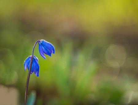 Blue siberian sguill flowers in close up. First springtime flowers in garden