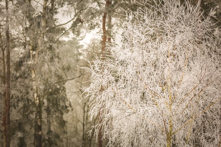 Hoarfrost on plants. Winter abstract macro of rime on plants.