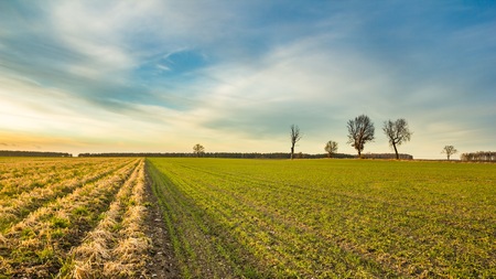 Early spring fields at sunset. Natural landscape of polish countryside.の写真素材