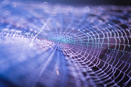 Spider web with dew droplets in big close up. Cobweb macro photographed at morning.の写真素材