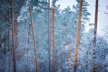 Winter trees with white rime. Natural beautiful background with hoarfrosted trees in winter.の写真素材