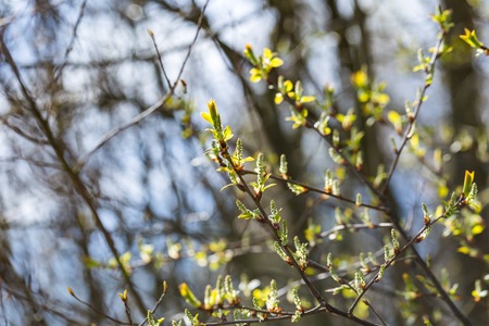 Buds of fresh leaves on tree branches. Close up of new leaves in spring.
