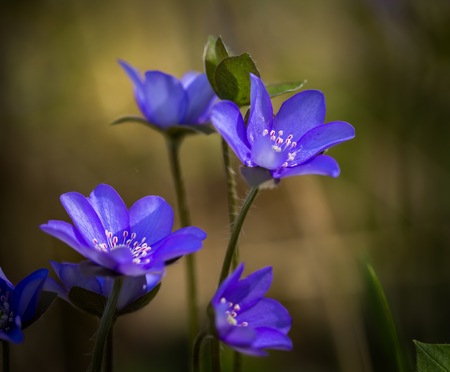 Blue liverworts flowers in close up. Springtime forest flowers growing in Europe.