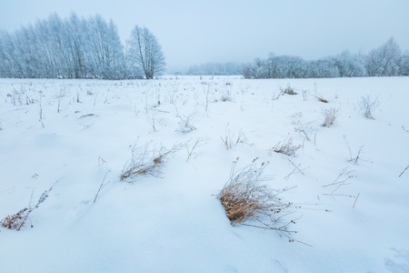 Winter foggy landscape in polish countryside. Bad cloudy weather and hoarforst on trees.