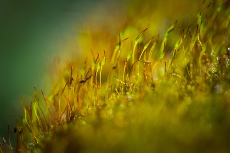 Close up of blooming green fresh moss. Small wild plants in close upの写真素材