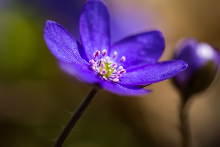 Blue liverworts flowers in close up. Springtime forest flowers growing in Europe.の写真素材