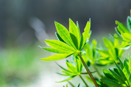 Young lupinus leaves macro. Close up of green fresh lupinus in springtime.の写真素材