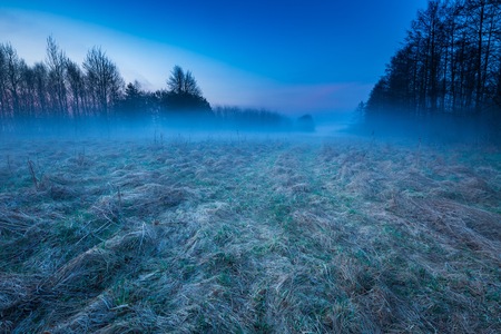 Early spring foggy meadow at sunrise. Beautiful polish landscape.の写真素材
