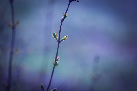 Close up of fresh new leaves on springtime twig of bush or tree. Nature abstract macro.の写真素材