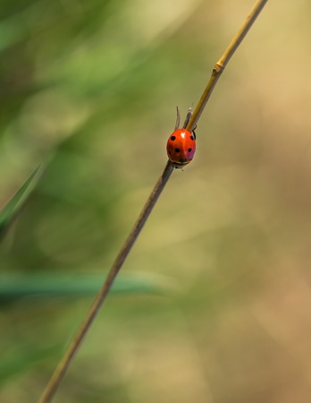 Macro of ladybug sitting on plant. Spring close up of ladybird.の写真素材