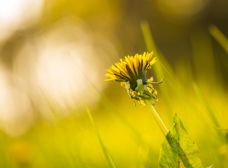 Beautiful yellow dandelions blooming in springtime. Wild flowers macro.の写真素材