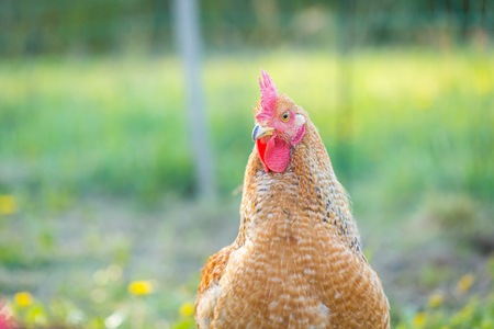 Chicken portait. Close up of hen face on pasture. Beautiful animal.の写真素材