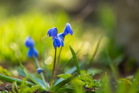 Blooming siberian squill in spring macro. Blu flowers blooming.