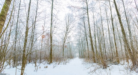 Winter in tranquil forest. Cloudy and foggy weather in european forest.の写真素材