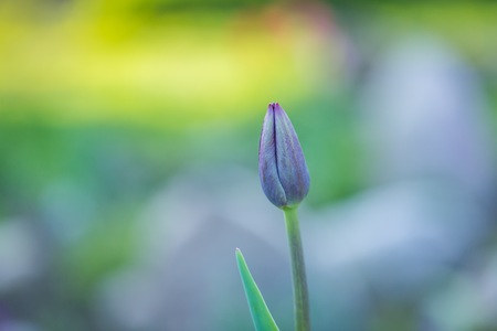Beautiful spring tulips blooming. Springtime flowers macro.の写真素材