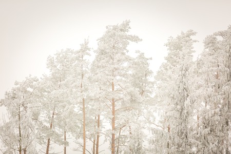 Winter trees with white rime. Natural beautiful background with hoarfrosted trees in winter.の写真素材