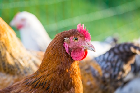 Farm chickens herd on their grassland. Beautiful farm animalsin nature.の写真素材