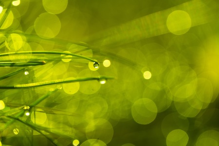 Wet grass with morning dew macro. Close up of water droplets on grass.の写真素材