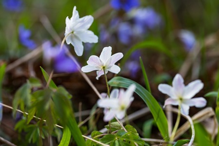 White anemones flowers blooming in spring. Natural white flowers in close up.の写真素材