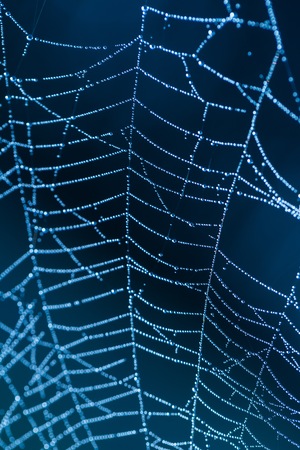 Wet spider web macro. Water droples on spider web in morning light.の写真素材
