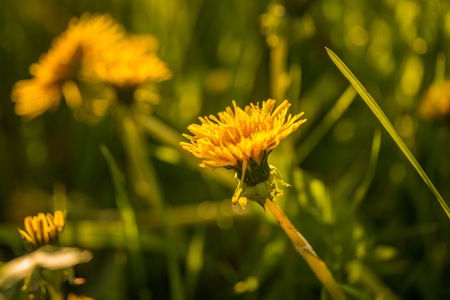 Beautiful yellow dandelions blooming in springtime. Wild flowers macro.