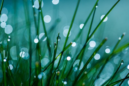 Wet grass with morning dew macro. Close up of water droplets on grass.の写真素材