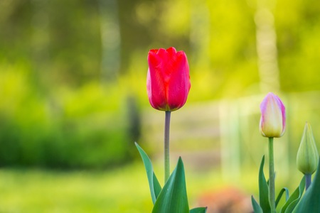 Beautiful spring tulips blooming. Springtime flowers macro.の写真素材