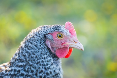 Chicken portait. Close up of hen face on pasture. Beautiful animal.の写真素材
