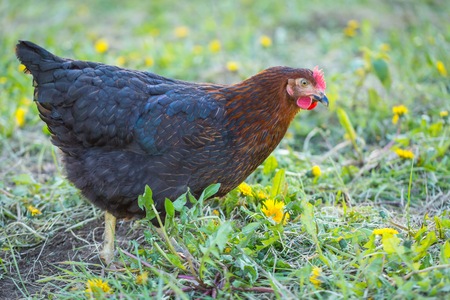 Chicken portait. Close up of hen face on pasture. Beautiful animal.の写真素材